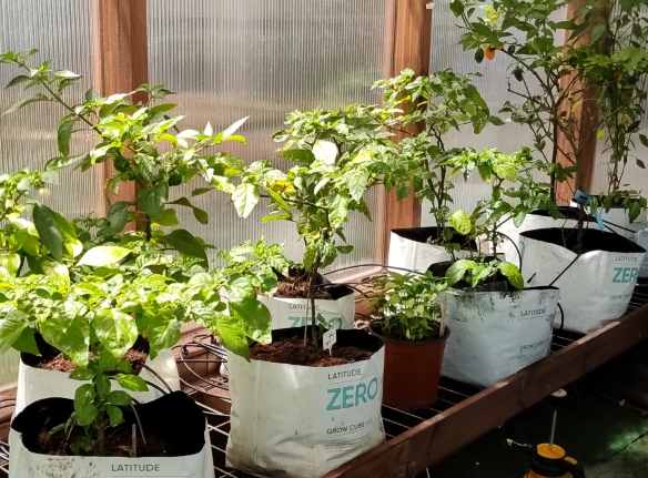 חממה טיפולית