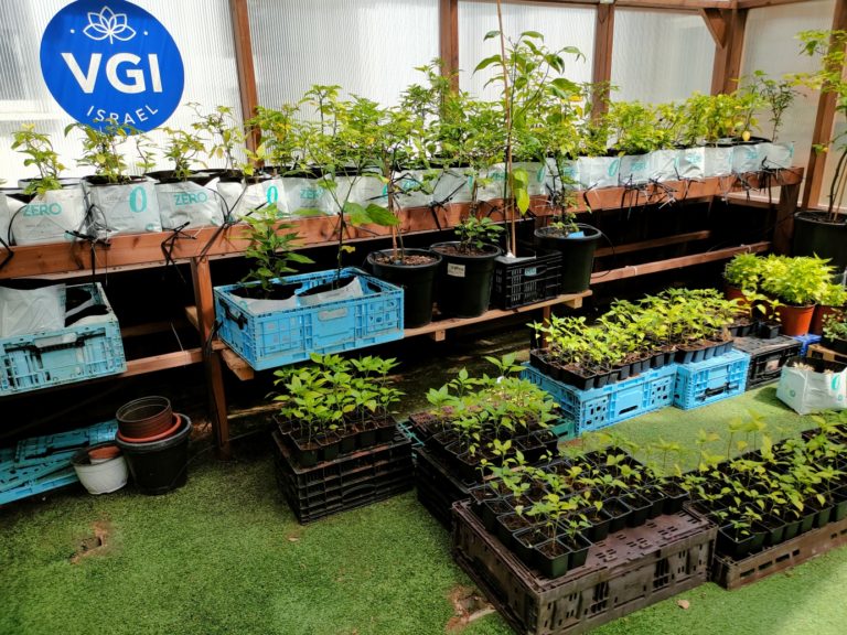 חממה טיפולית