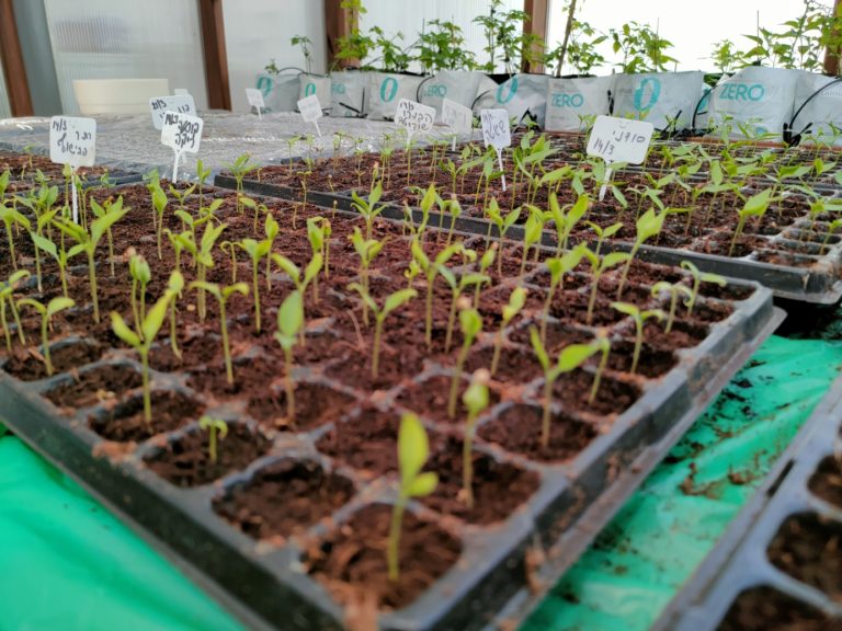 חממה טיפולית