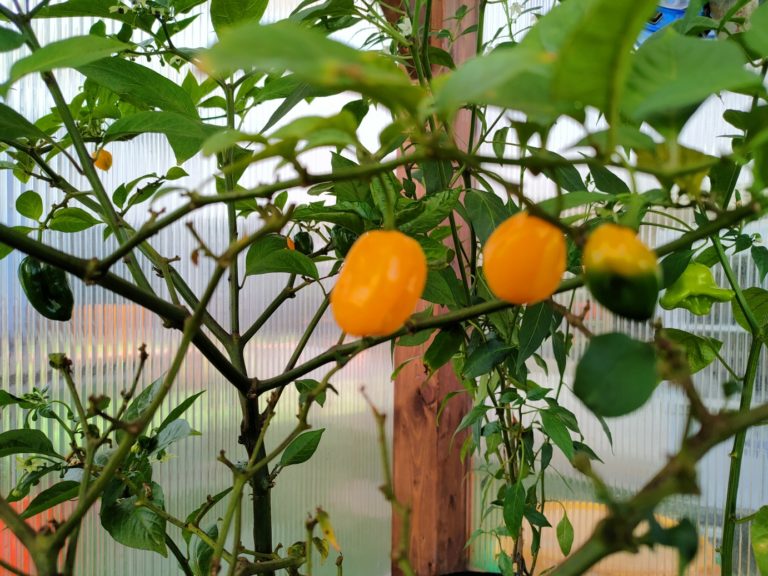 חממה טיפולית