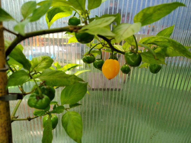 חממה טיפולית