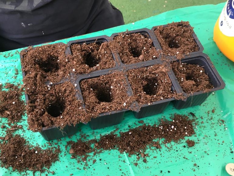 חממה טיפולית