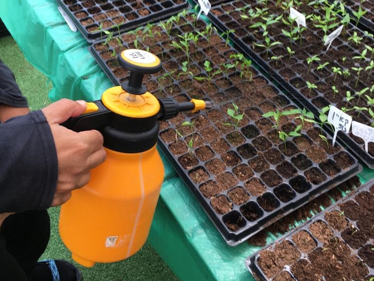 חממה טיפולית